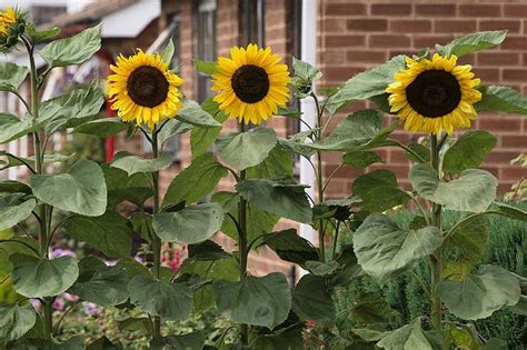Unlocking the Magic of Tall Sunflowers: A Beginner's Guide